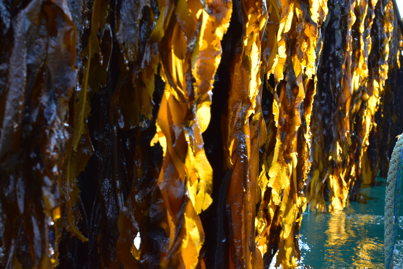 三陸産茎ワカメ入りポークソーセージ